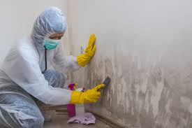 Mold Inspection Service