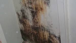 Alternaria Mold