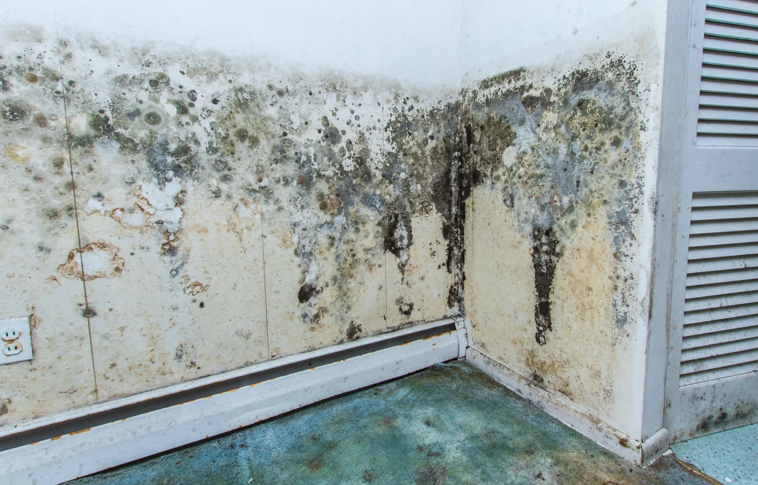 Aspergillus Mold