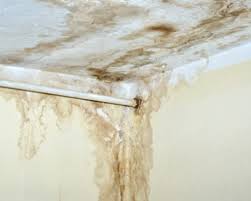 Fusarium Mold