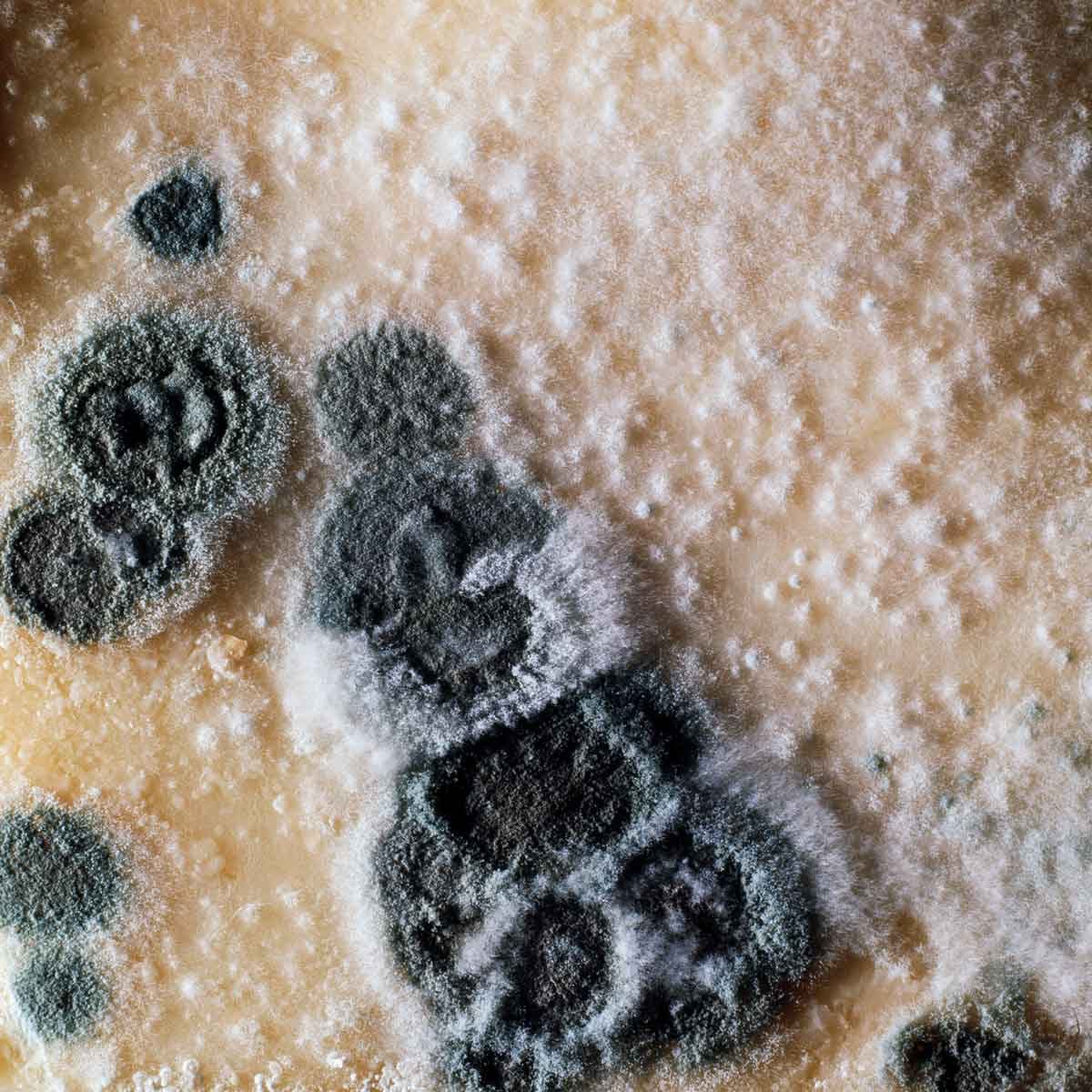 Penicillium Mold